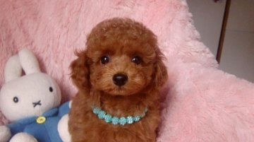 トイプードル(タイニー)【千葉県・男の子・2014年2月22日・レッド】の写真「」