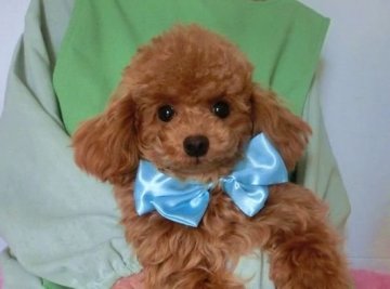 トイプードル(ティーカップ)【千葉県・男の子・2014年9月19日・レッド】の写真「激カワのやさしい性格の癒し系」