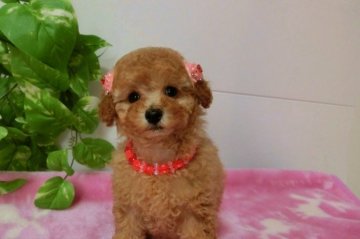 トイプードル(タイニー)【千葉県・女の子・2015年2月10日・アプリコット】の写真「クリクリお目目のアプリ姫」