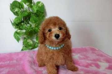 トイプードル(タイニー)【千葉県・男の子・2015年2月8日・アプリコット】の写真「子ぐまの様な姿の綺麗なアプリコット君」