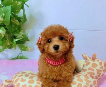 トイプードル(タイニー)【千葉県・女の子・2015年2月8日・レッド】の写真「パッチリお目目の美人さん」