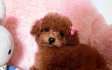 トイプードル(タイニー)【千葉県・女の子・2014年2月20日・レッド】の写真「お鼻が短くまん丸なオメメが自慢です」