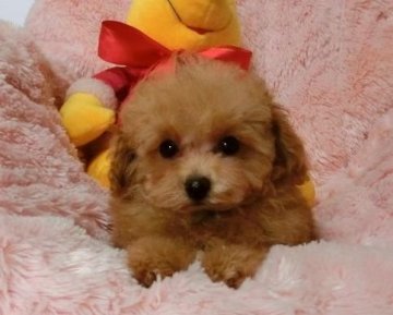 トイプードル(ティーカップ)【千葉県・男の子・2014年8月17日・レッド】の写真「クリクリのお目目がとても綺麗で可愛い子です」