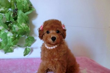 トイプードル(タイニー)【千葉県・女の子・2015年2月8日・レッド】の写真「パッチリしたお目目の美人さん」
