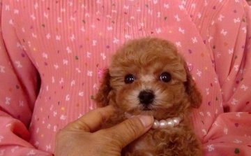 トイプードル(トイ)【千葉県・女の子・2014年2月14日・レッド】の写真「魅力的なお目目が素敵な子」