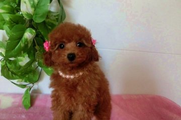 トイプードル(タイニー)【千葉県・女の子・2015年2月7日・レッド】の写真「濃いレッド色が綺麗な頭の良い子」