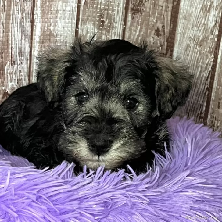 ID：2412-05697の子犬