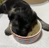 ミニチュアシュナウザー【兵庫県・女の子・2024年11月29日・ソルト&ペッパー】の写真8「初めての離乳食」