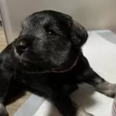 ミニチュアシュナウザー【兵庫県・女の子・2024年11月29日・ソルト&ペッパー】の写真9「ご飯ついてるよ〜」