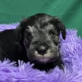 ミニチュアシュナウザー【兵庫県・女の子・2024年11月29日・ソルト&ペッパー】の写真5