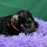 ミニチュアシュナウザー【兵庫県・女の子・2024年11月29日・ソルト&ペッパー】の写真6