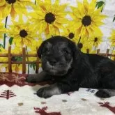 ミニチュアシュナウザー【兵庫県・女の子・2024年11月29日・ソルト&ペッパー】の写真7