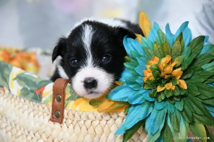 はじゅママ 様のお迎えした子犬