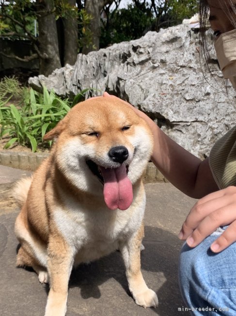 満面の笑み❤️｜横田　幸治(よこた　こうじ)ブリーダー(茨城県・柴犬など・JKC登録)の紹介写真10