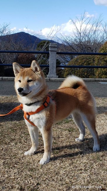 つむぎちゃん 横田幸治ブリーダー みんなのブリーダー つむぎちゃん 横田幸治ブリーダー みんなのブリーダー