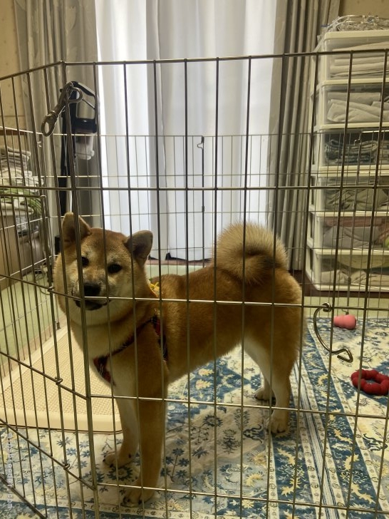 横田幸治ブリーダーのブログ：愛ちゃん❤️