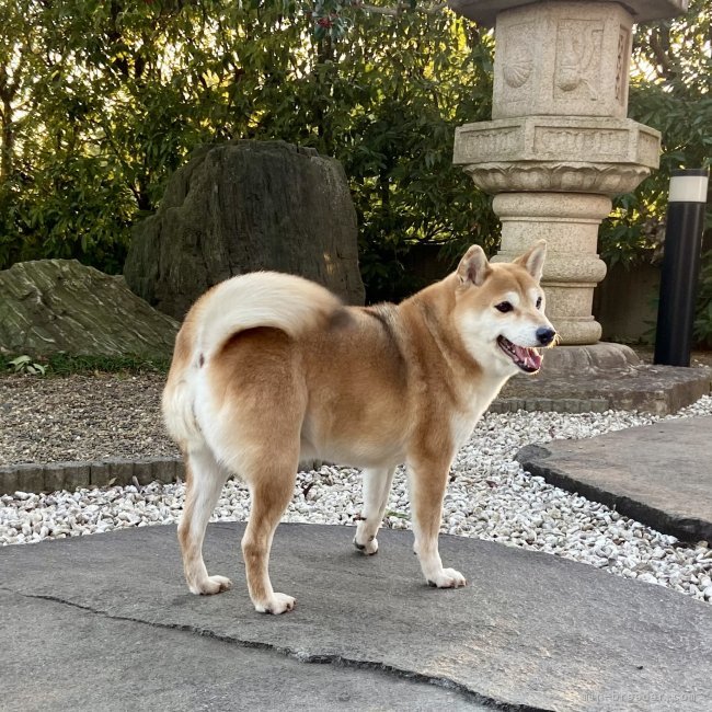 横田幸治ブリーダーのブログ：リコちゃん❤️里帰り🐕