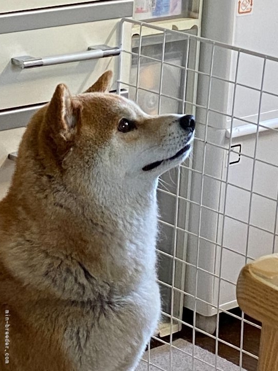 横田幸治ブリーダーのブログ：豆助ちゃん💓