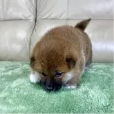 柴犬(標準サイズ)【茨城県・男の子・2025年11月1日・赤】の写真10