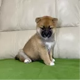柴犬(標準サイズ)【茨城県・男の子・2025年9月5日・赤】の写真11