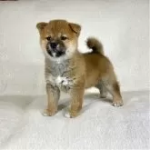 柴犬(標準サイズ)【茨城県・女の子・2025年8月26日・赤】の写真13「今後の成長が、とても楽しみです✨✨」