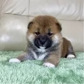 柴犬(標準サイズ)【茨城県・男の子・2025年11月1日・赤】の写真14