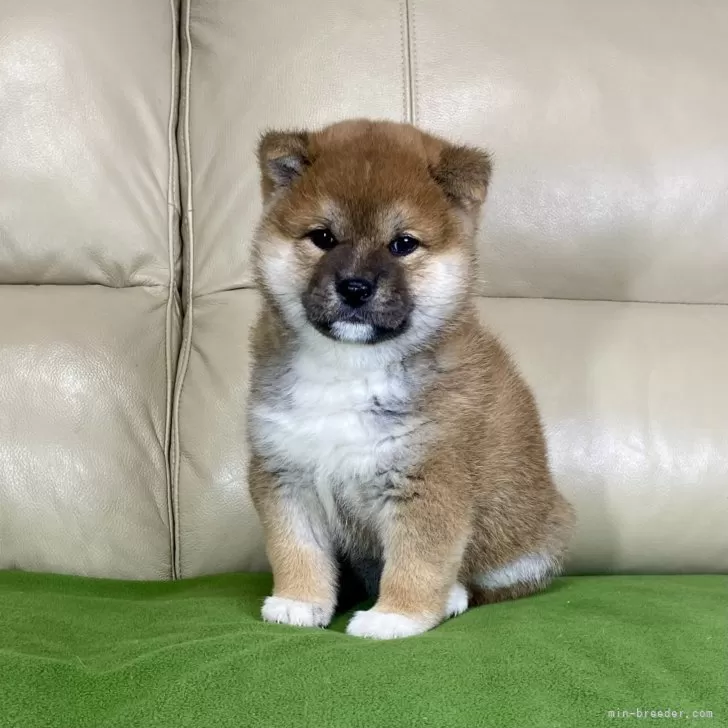 ID:2502-06118の子犬
