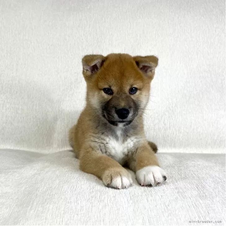 柴犬(標準サイズ)【茨城県・男の子・2025年8月15日・赤】の写真1「お耳が立ち始めました♪」
