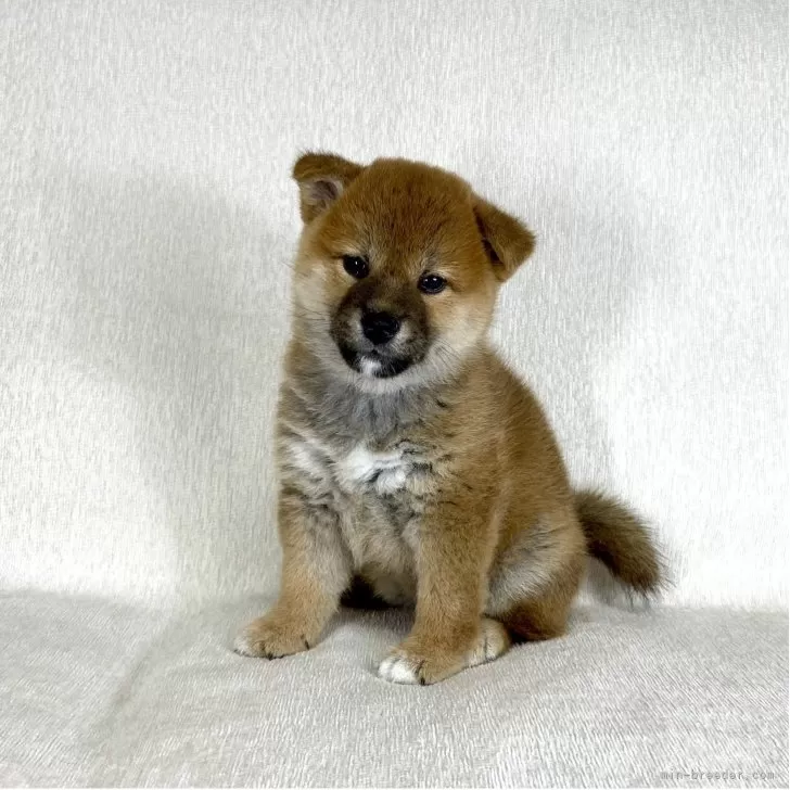 ID：2509-07212の子犬