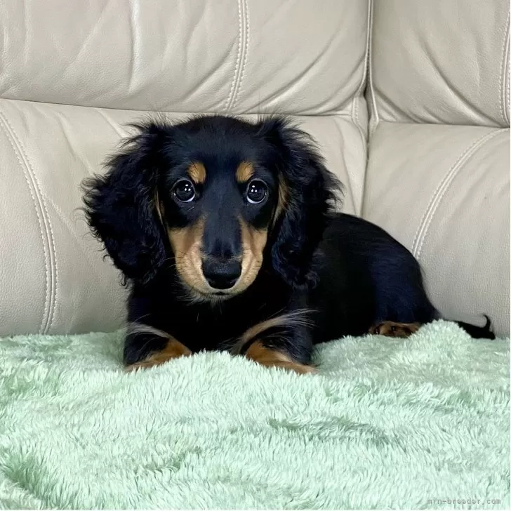 ミニチュアダックスフンド(ロング)【茨城県・女の子・2025年8月10日・ブラック&amp;タン】の写真1