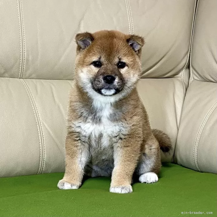 ID:2502-06070の子犬