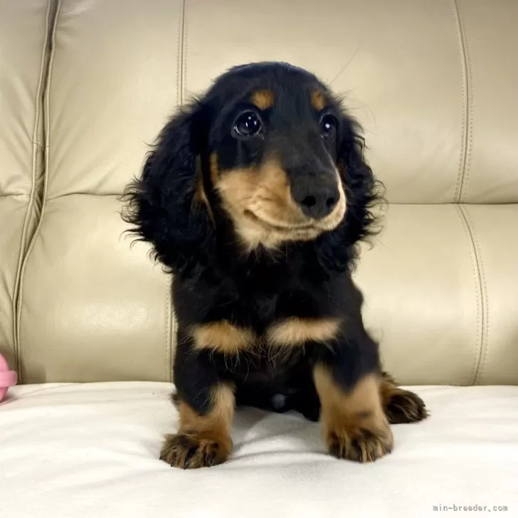 ID:2411-05239の子犬