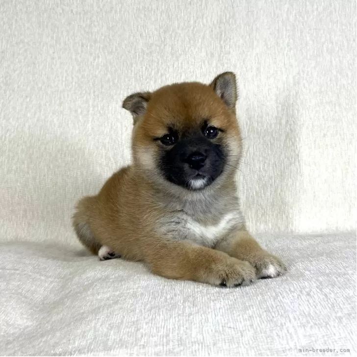 ID:2509-02366の子犬