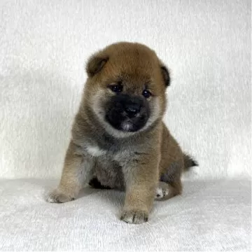 柴ちゃん2様 サクラ02(2418) 走帆荘 - 柴犬子犬