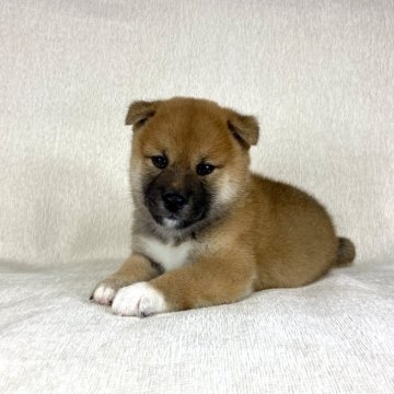 柴犬(標準サイズ)【茨城県・男の子・2025年8月15日・赤】の写真「ママはインターナショナルチャンピオン✨両親良血統❗」