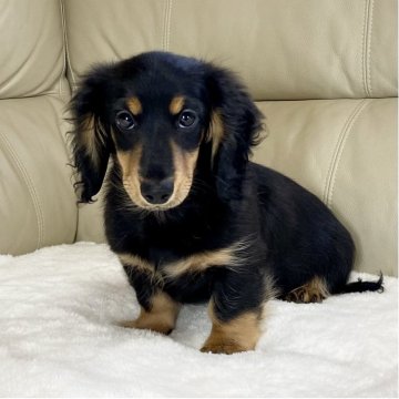 ミニチュアダックスフンド(ロング)【茨城県・女の子・2025年8月10日・ブラック&タン】の写真「パパJKCチャンピオン✨✨PRA安心です❣️」