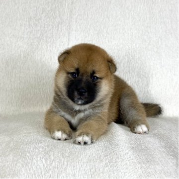 柴犬(標準サイズ)【茨城県・男の子・2025年9月5日・赤】の写真「両親JKCチャンピオン✨可愛い💕男の子😊」