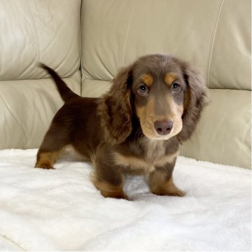 ミニチュアダックスフンド(ロング)【茨城県・男の子・2025年8月10日・チョコレート・タン】の写真「パパJKCチャンピオン✨✨PRA安心です❗️」