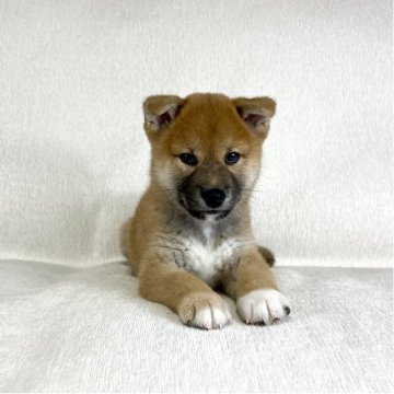 柴犬(標準サイズ)【茨城県・男の子・2025年8月15日・赤】の写真「ママはインターナショナルチャンピオン✨両親良血統❣」