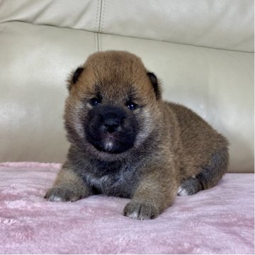 柴犬(標準サイズ)【茨城県・女の子・2025年8月22日・赤】の写真「良血統✨✨両親ＧＭ1遺伝子検査クリアです❗️」