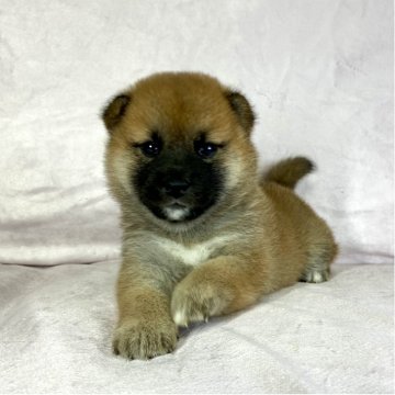 柴犬(標準サイズ)【茨城県・女の子・2025年8月15日・赤】の写真「ママはインターナショナルチャンピオン✨両親良血統❣」