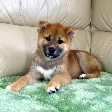 柴犬(標準サイズ)【茨城県・男の子・2025年9月5日・赤】の写真「両親JKCチャンピオン✨✨GM1遺伝子検査クリア‼」