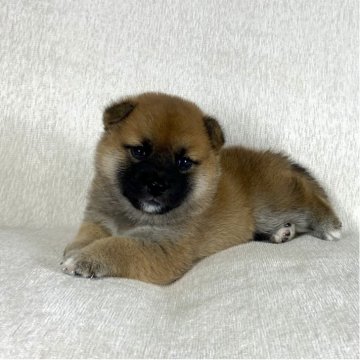 柴犬(標準サイズ)【茨城県・女の子・2025年8月15日・赤】の写真「ママはインターナショナルチャンピオン✨両親良血統❣」