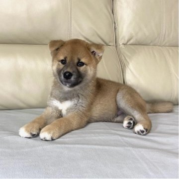 柴犬(標準サイズ)【茨城県・男の子・2025年9月5日・赤】の写真「両親JKCチャンピオン✨✨かわいい男の子💓」