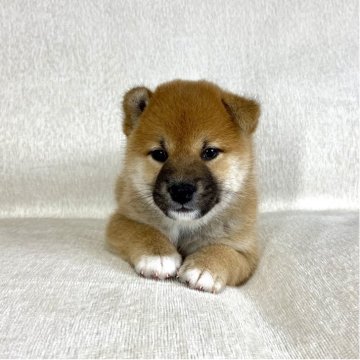 柴犬(標準サイズ)【茨城県・男の子・2025年8月26日・赤】の写真「ママJKCチャンピオン✨両親良血統です❣️」