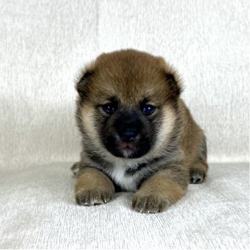 柴犬(標準サイズ)【茨城県・男の子・2025年9月5日・赤】の写真「両親JKCチャンピオン✨可愛い💕男の子😊」