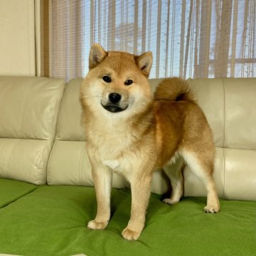 柴犬(標準サイズ)【茨城県・男の子・2024年9月9日・赤】の写真「パパJKCチャンピオン✨✨かわいい男の子🥰」