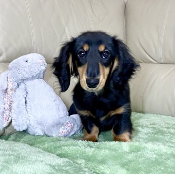 ミニチュアダックスフンド(ロング)【茨城県・女の子・2025年8月10日・ブラック&タン】の写真「パパJKCチャンピオン✨✨PRA安心です❗️」