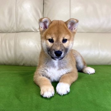 柴犬(標準サイズ)【茨城県・男の子・2025年8月15日・赤】の写真「ママはインターナショナルチャンピオン✨両親良血統❗」