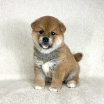 柴犬(標準サイズ)【茨城県・男の子・2025年9月5日・赤】の写真「両親JKCチャンピオン✨かわいい男の子💓」